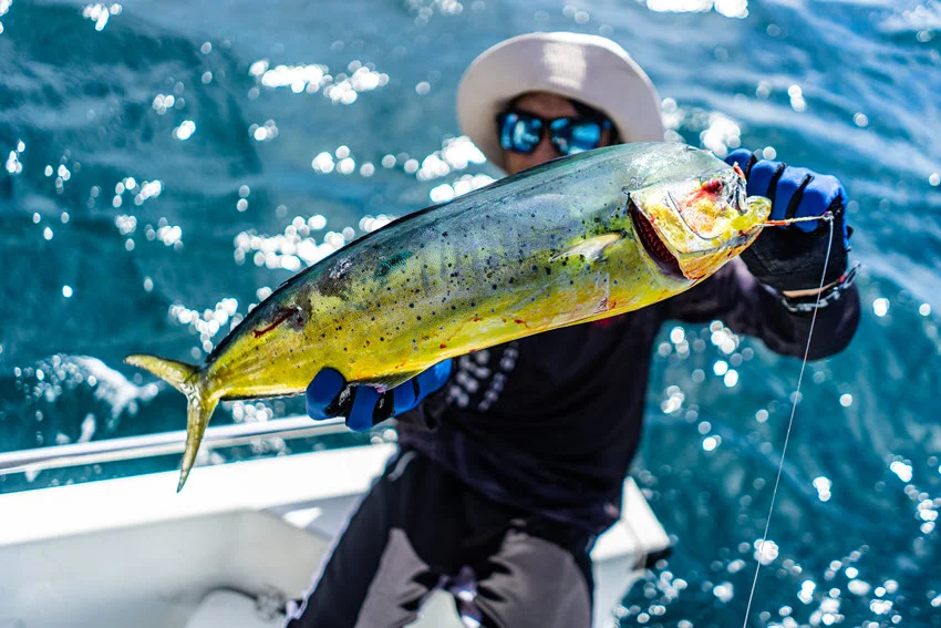 A close shot of a Mahi Mahi held up by an angler wearing sunglasses and fishing gloves, with blurred water in the background.