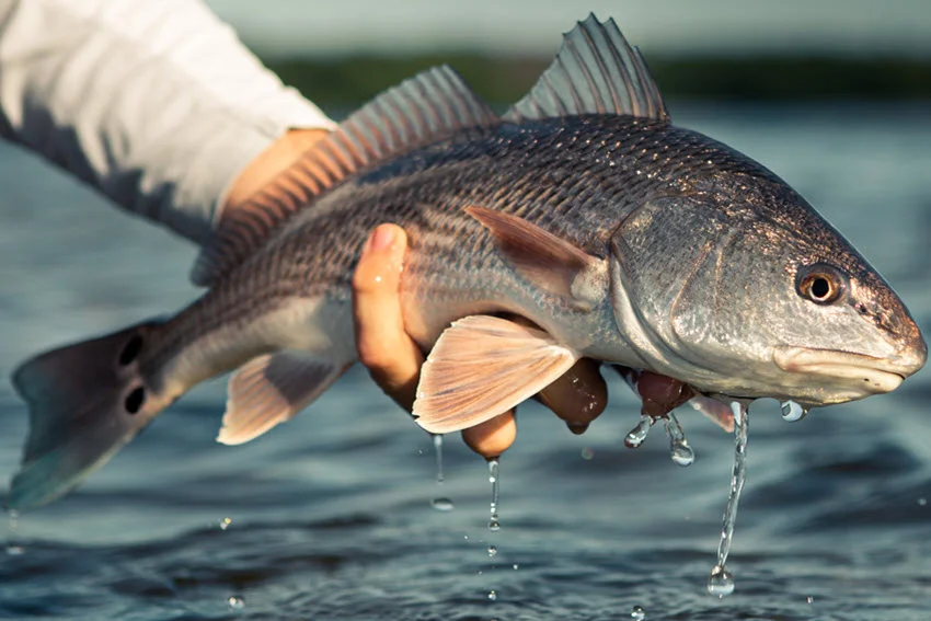 A focused shot of a Redfish in an angler's hand just above the water surface, with visible droplets falling from the fish.