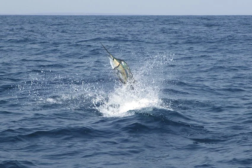 A Sailfish leaps out of the ocean, with its long bill and sail-like dorsal fin fully extended above the water.