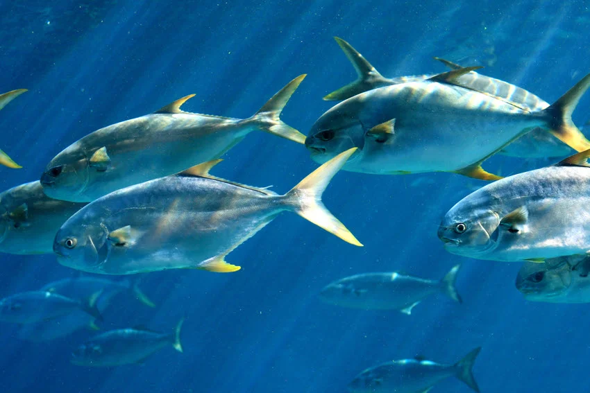A school of Pompano fish swims in ocean depth.