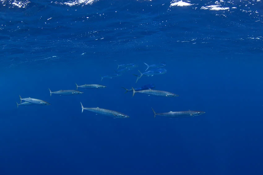 A school of Wahoo fish swims near the surface.
