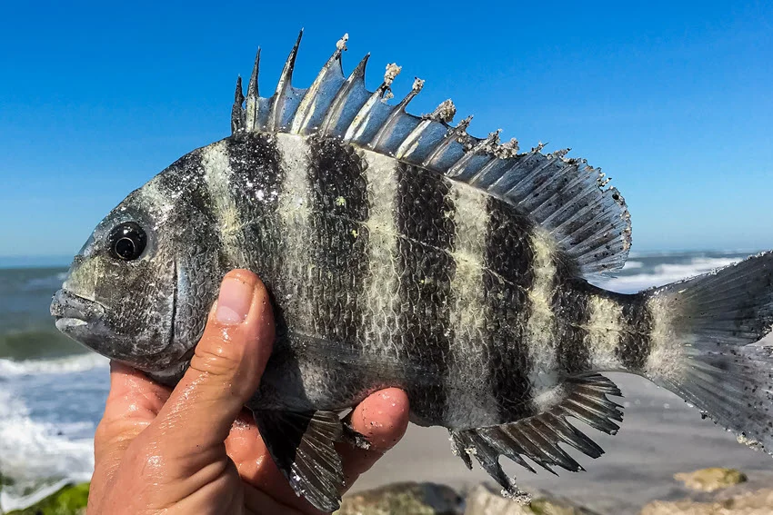 A view of a live Sheepshead fish held in one hand of an angler, with a blurry background of the sea and a rocky shoreline.