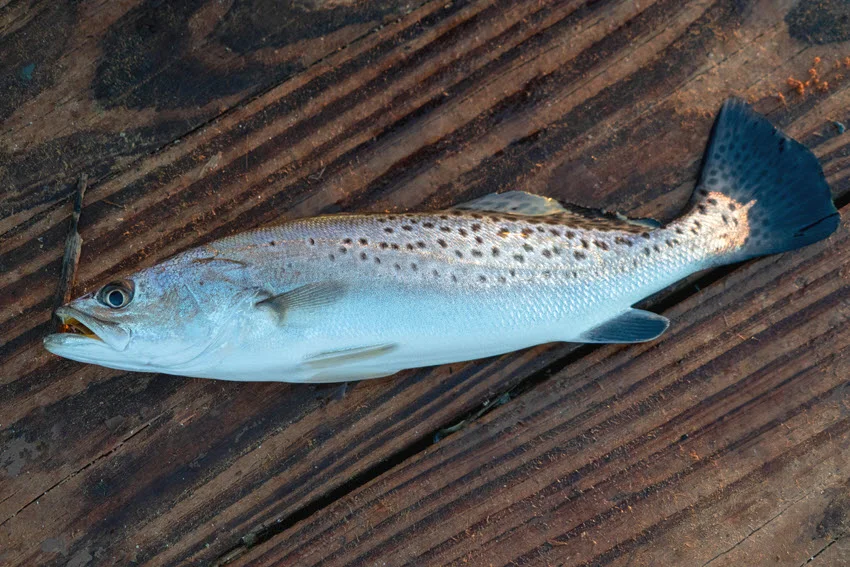 A close shot of a freshly caught Spotted Seatrout placed on the wooden floor of a boat, showcasing its distinct spots and sleek body.