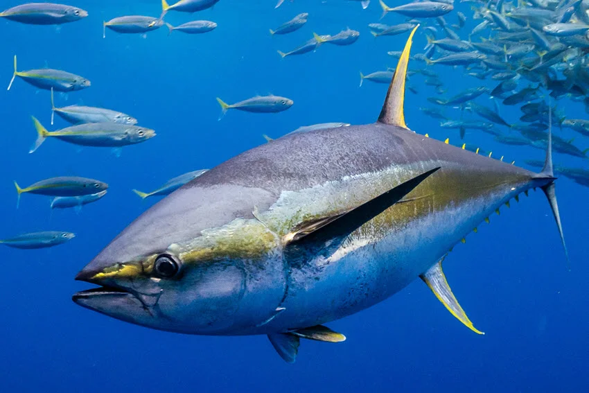 An underwater focused view of a Yellowfin Tuna, with other fish visible in the blurred background.