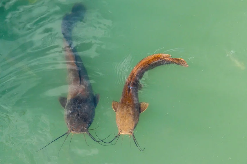 A panoramic shot of two Catfish swimming close together in clear water.