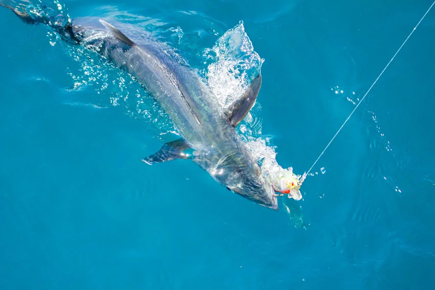 Close-up shot of a King Mackerel caught on the hook, with its mouth open and sharp features highlighted.