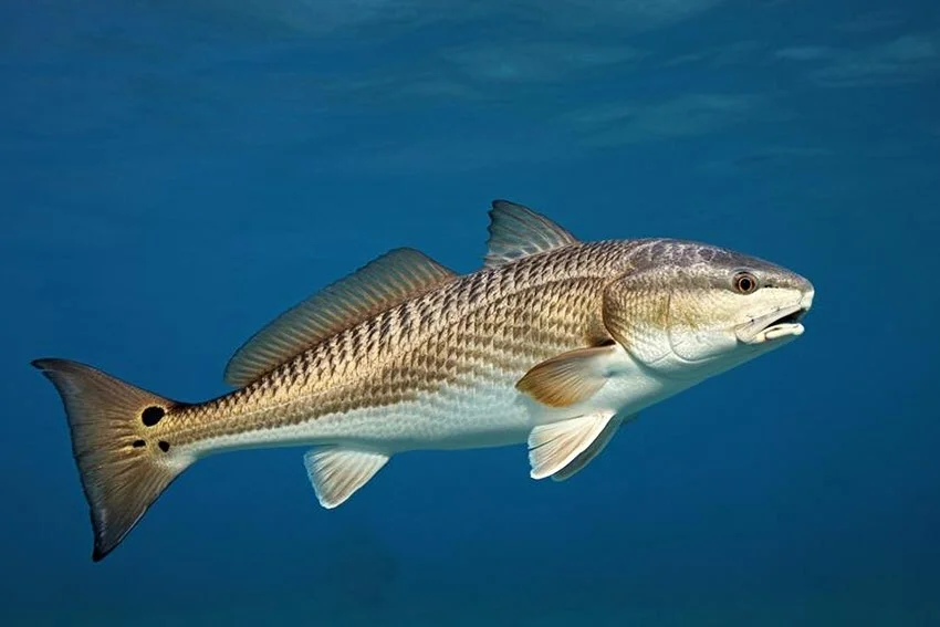 A shot of a large Redfish swimming gracefully in the blue ocean, showcasing its vibrant coloration and impressive size.