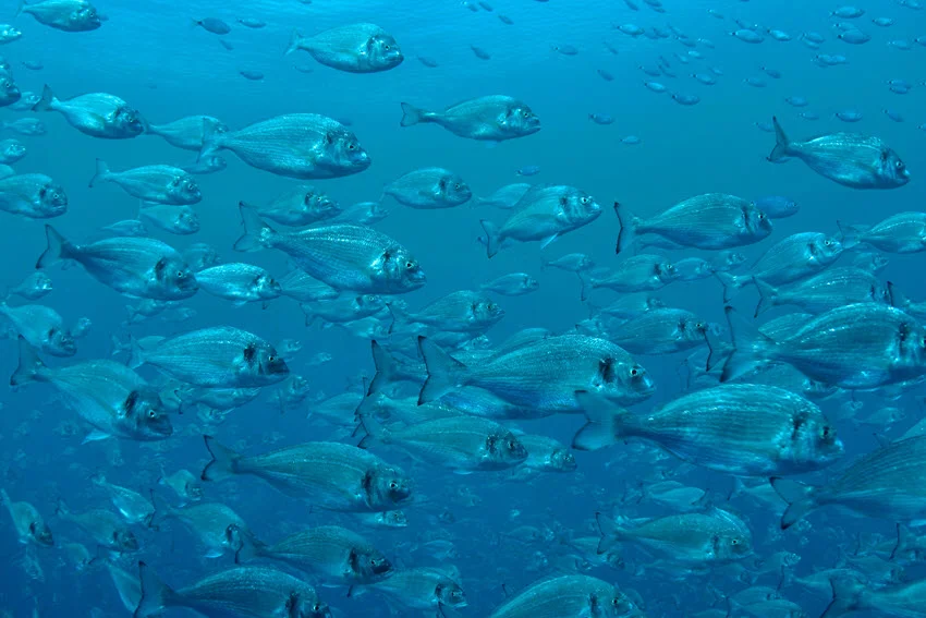Underwater view of a school of Breamfish swimming through the ocean, with sunlight filtering down and soft currents moving around them.