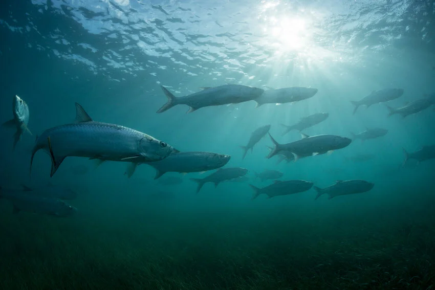 Underwater view of a school of Silver Tarpon swimming in clear water, with the surface visible above and sun rays shining through.
