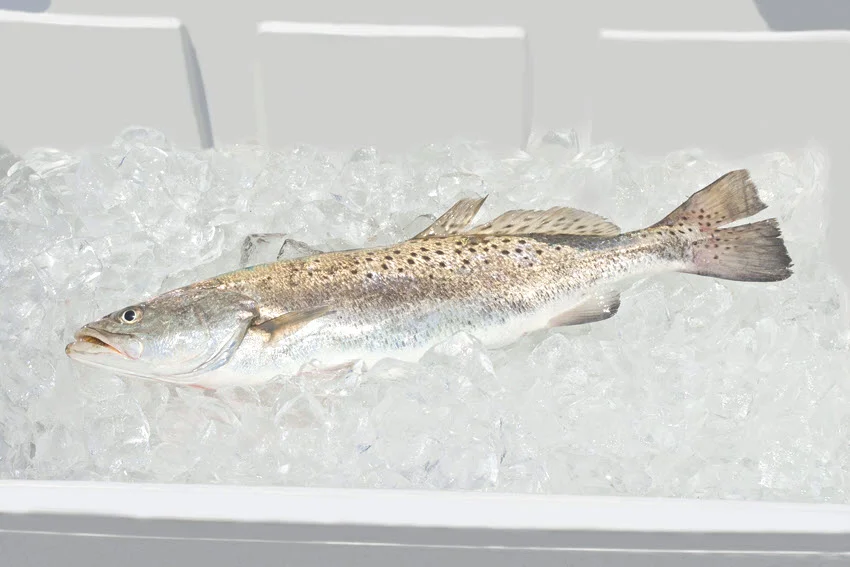 Freshly caught Spotted Seatrout lying on ice in a cooler, displaying its distinctive spots and glistening silver body.