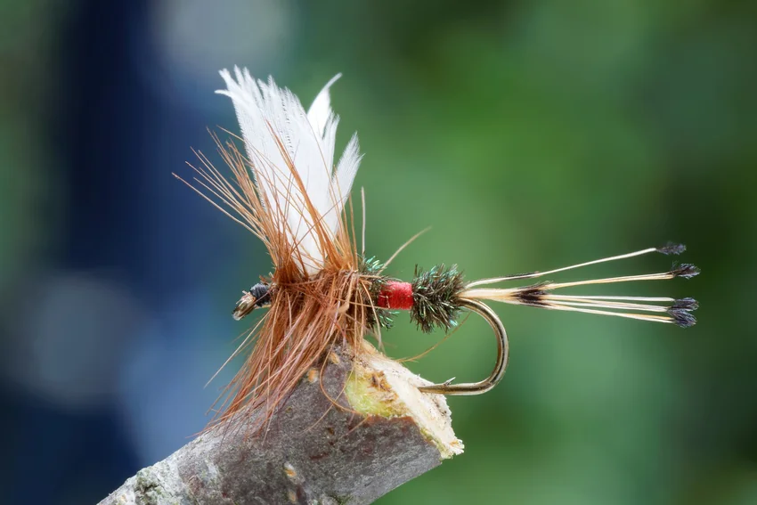 A dry fly rests on a small branch, showing its feather wing, hackle, red body section, and long tail against a blurred green background.