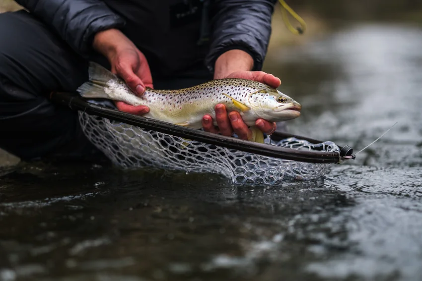 Nymph Fishing for Beginners: Rigs, Flies, and Techniques.