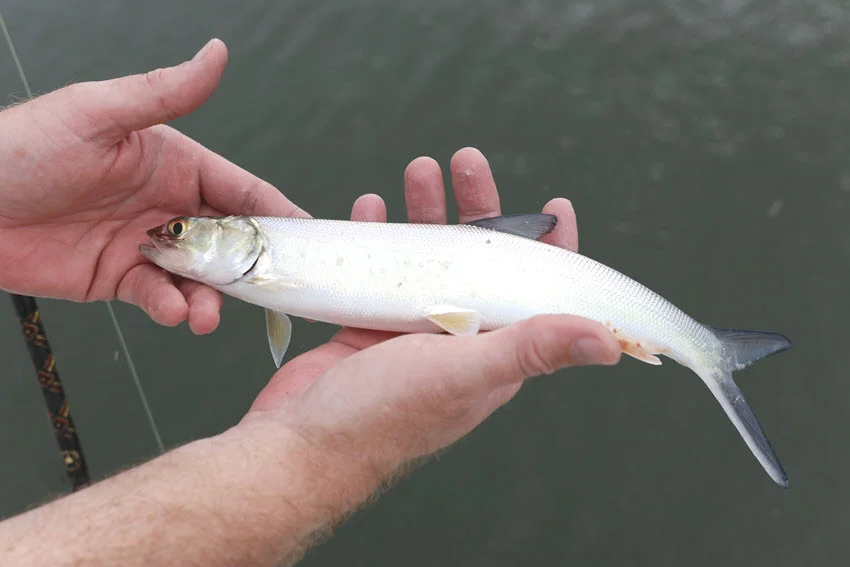 An angler holds a freshly caught Ladyfish in both hands, presenting it proudly with the fish's sleek silver body glistening in the light.