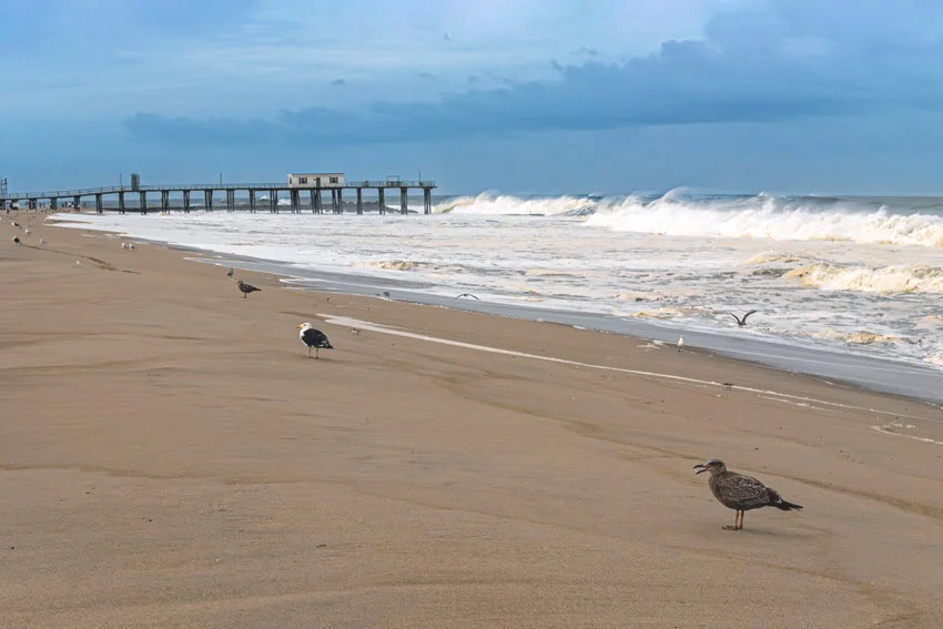 Panoramic view of a sandy beach with seagulls scattered along the shore and a fishing pier visible in the distance.