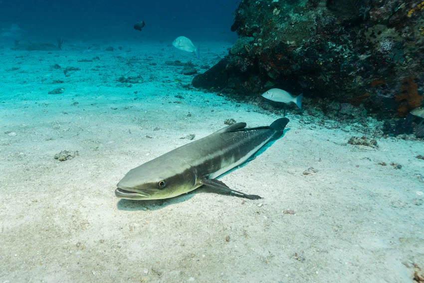 Underwater view of a Cobia swimming along the sandy ocean bottom, with the front part of the fish clearly visible.