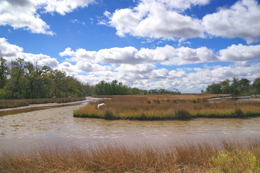 Marshes and lush green vegetation in Davis Bayou National Park, with calm waters reflecting the surrounding natural landscape.