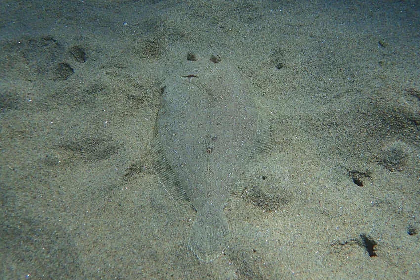 Underwater view of a well-camouflaged Flounder blending seamlessly into the sandy ocean floor.