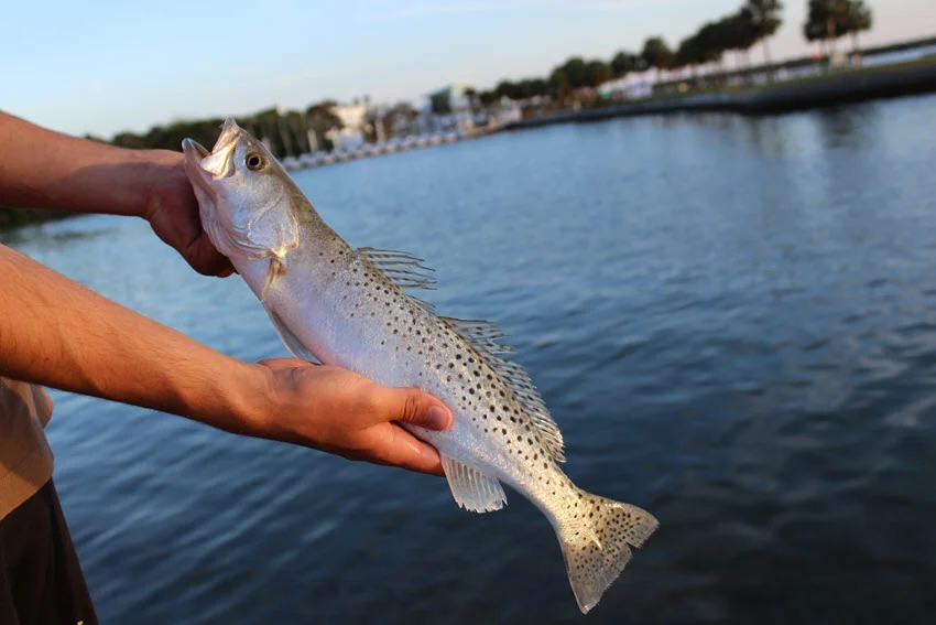 Close view of an angler holding a Speckled Trout above the water with both hands while standing on the bank.