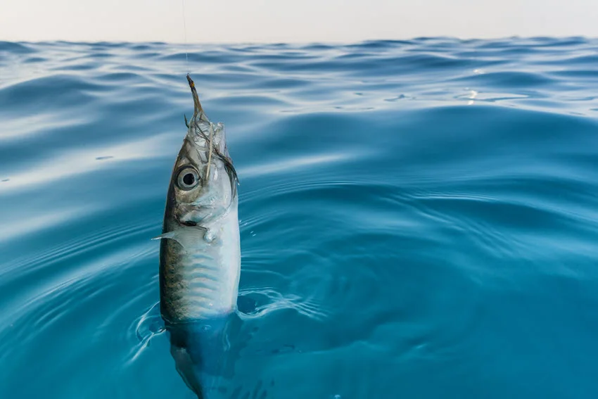 View of a King Mackerel hooked on bait, partially lifted from the clear ocean water, with its silver scales glistening in the sunlight.