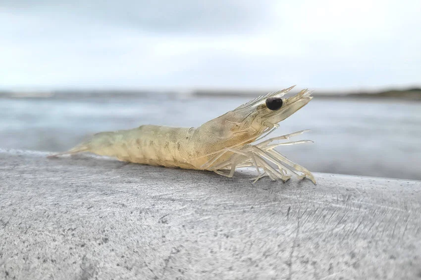 Live shrimp, often used in bait fishing, places on a concrete bridge top, with sea in the background.