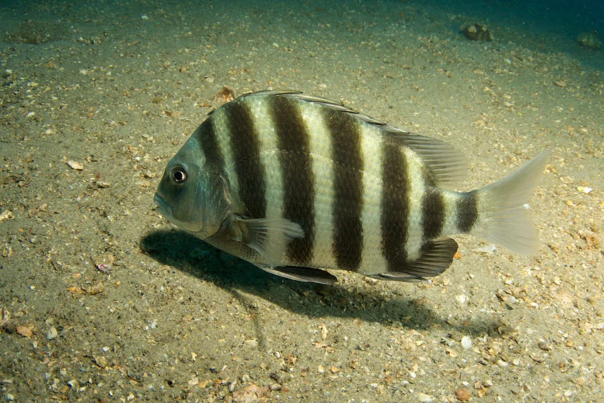 Side view of a Sheepshead gliding close to the sandy ocean floor, showing its distinct vertical stripes and sharp dorsal fins.