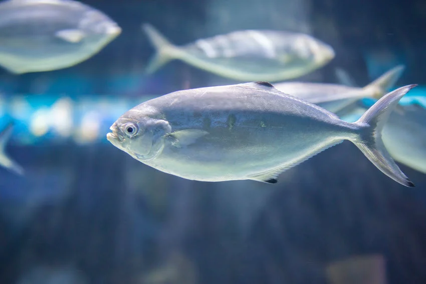 Focused shot of a Pompano with its silver body and yellow fins, with a blurred background showing a school of Pompano swimming nearby.
