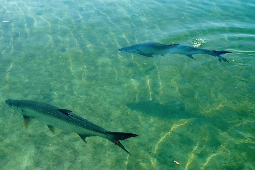 Two Tarpon swim gracefully through clear, shallow ocean waters, with sunlight filtering down and highlighting their sleek silver bodies.