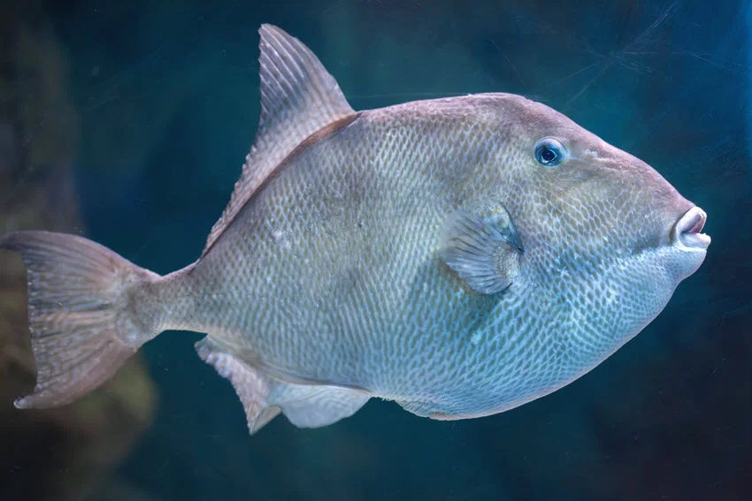 A Gray Triggerfish swims through clear blue water, showing its deep body, textured gray scales, small mouth, and prominent dorsal spine.