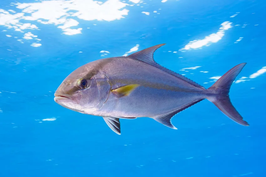 A Greater Amberjack swims below the sunlit surface, displaying its powerful silver body, amber stripe, dark eye band, and forked tail.
