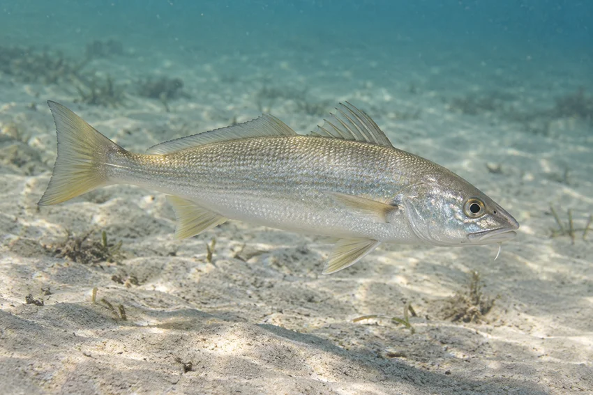 A Gulf Kingfish swims over a sandy seafloor with scattered patches of underwater vegetation.