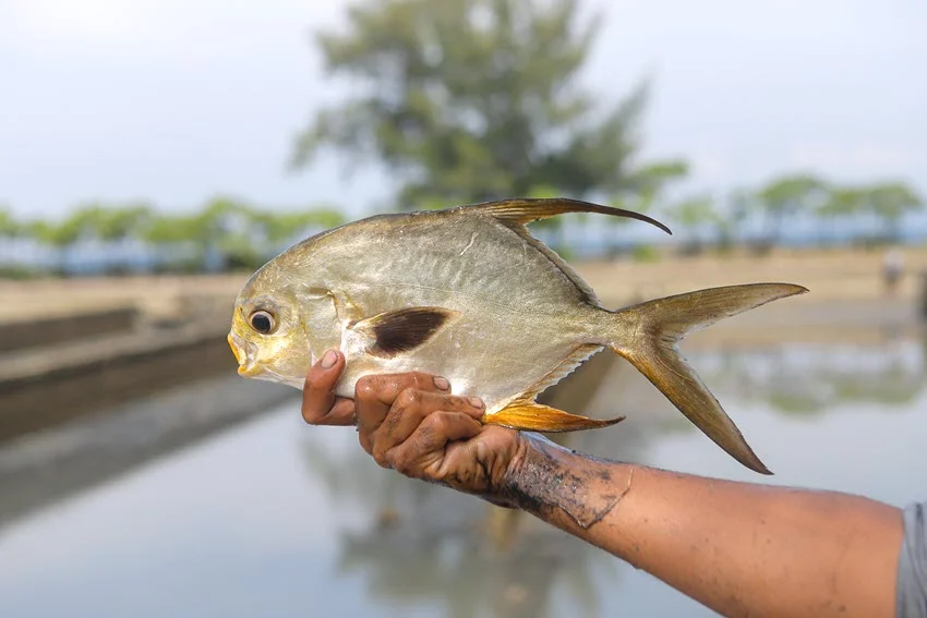 A Florida Pompano is held above an aquaculture pond, showing its silvery body, rounded profile, dark fins, and deeply forked tail.