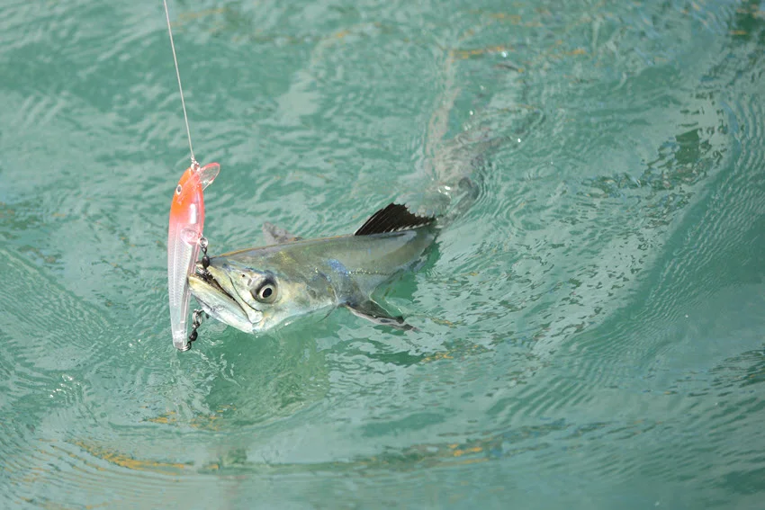 A hooked Spanish Mackerel breaks the surface of green water, showing its silver sides, spotted body, and sharply forked tail.