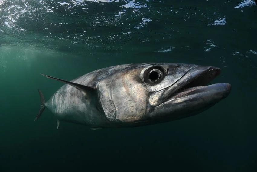 A King Mackerel patrols clear offshore water, displaying its long silver body, pointed snout, sharp teeth, and deeply forked tail.