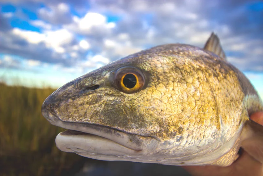 A Red Drum rests at the water's surface, showing its broad head, copper coloring, large eye, and thick lips.