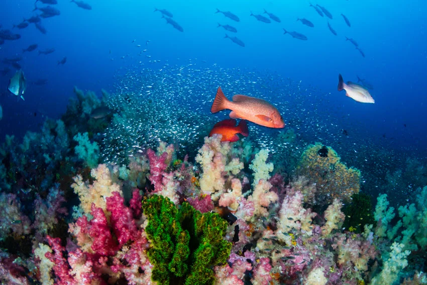 A Red Snapper swims above a colorful coral reef in clear blue water, with smaller fish moving through the background.