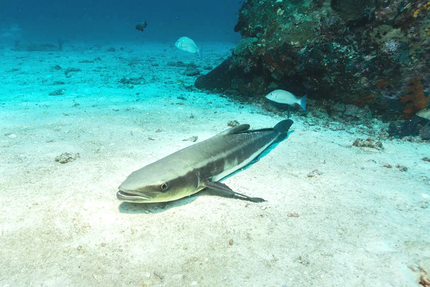 Close view of Cobia rests on sand beside a reef while two smaller fish swim through the calm blue water behind it.