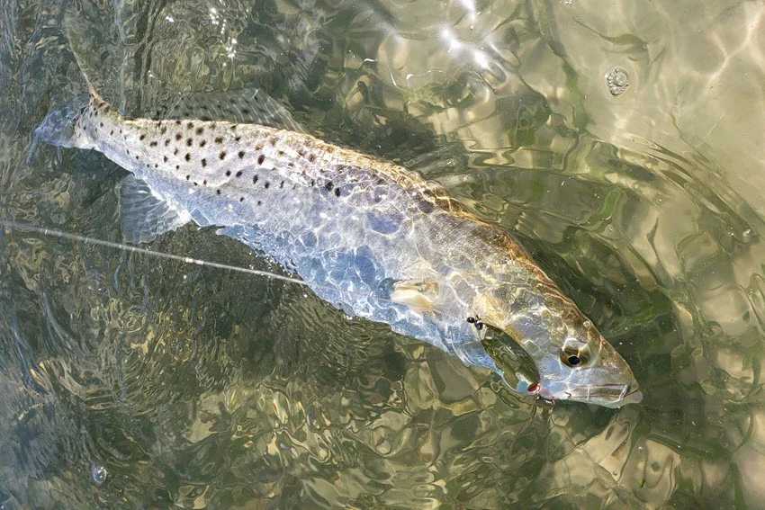 Top-down view of a Spotted Seatrout hooked in clear shallow water over a sandy bottom with light vegetation.