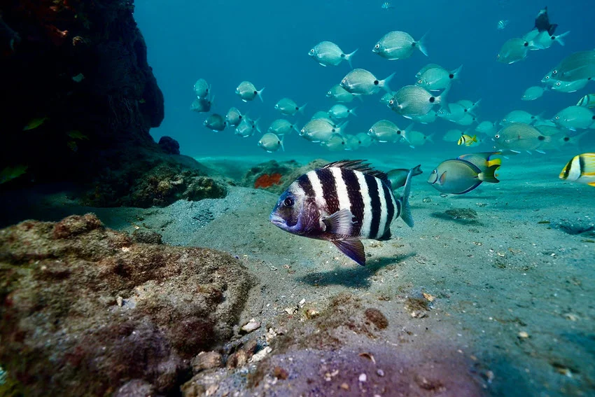 A striped Sheepshead swims over a rocky reef with several fish behind it, displaying the bold vertical bars that distinguish the species.