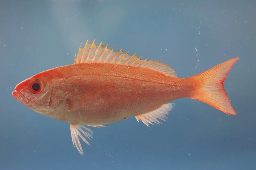 Vermilion Snapper with bright orange-red coloring swimming in clear offshore water, a common reef fish targeted near Orange Beach, Alabama.