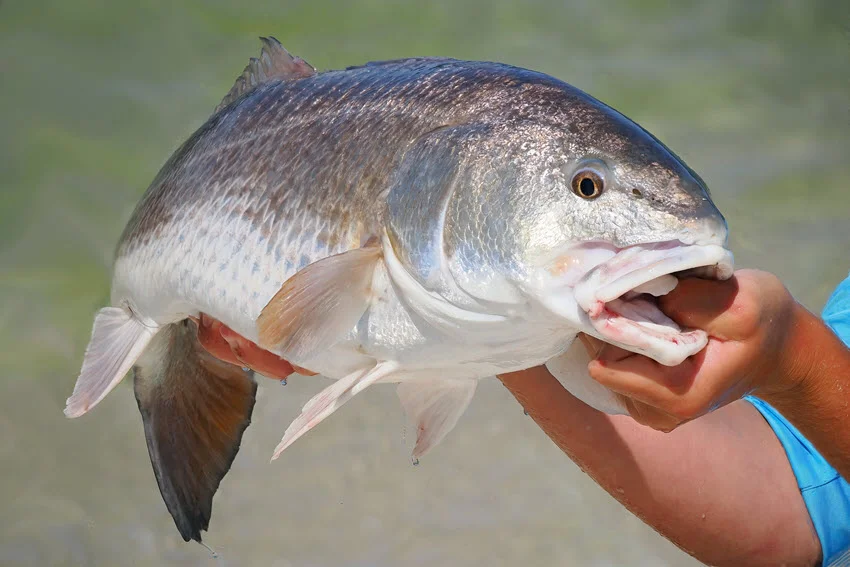Close-up shot of a large Redfish held in an angler's hands with a blurred background behind.