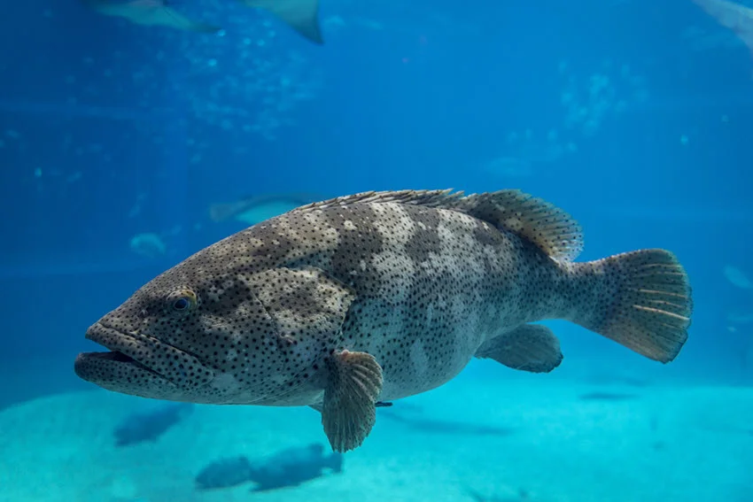 Side view of a giant Grouper swimming in crystal clear water with visible spots and detailed features of the fish.