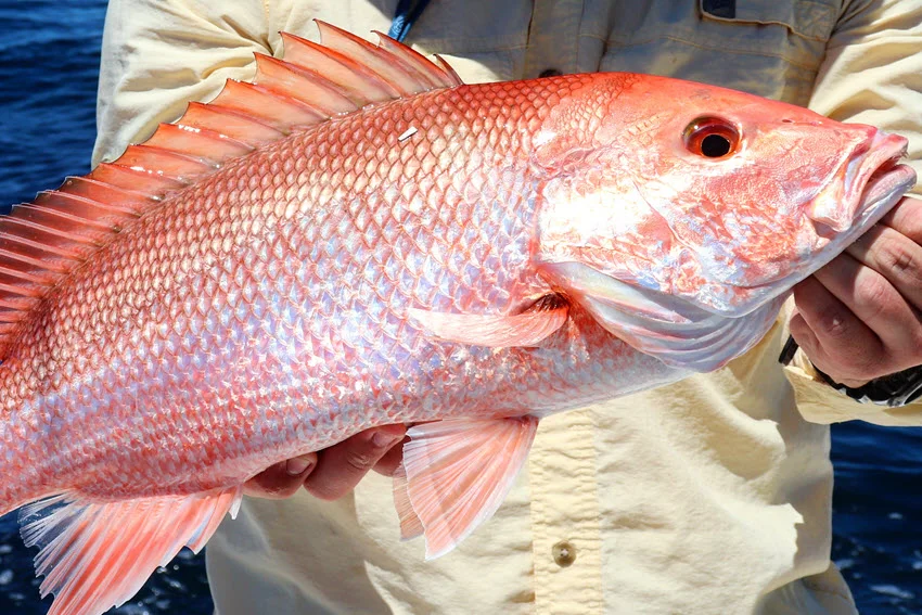 View of a large Red Snapper freshly caught in an angler's hands on a boat with open water in the background.