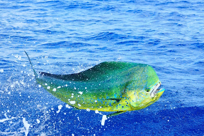 Focused shot of a Mahi Mahi leaping out of the water with droplets flying all around.