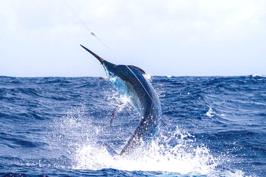 View of a Giant Marlin on the horizon jumping out of the water with its powerful body arched above the surface.