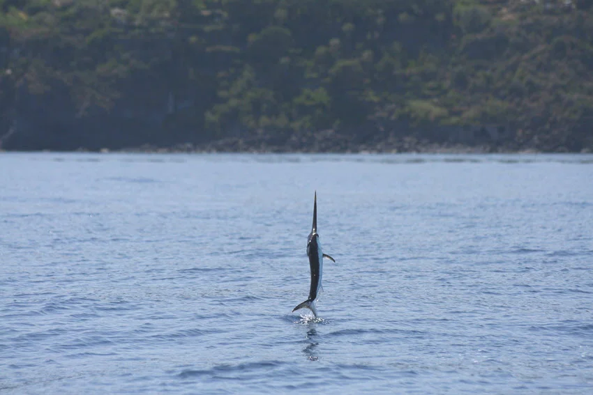 Distant shot of a Swordfish leaping out of the water with its whole body fully above the surface.