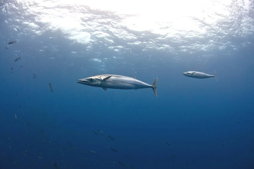 Underwater scenic view of a school of Wahoo near the surface with sun rays shining through the water.