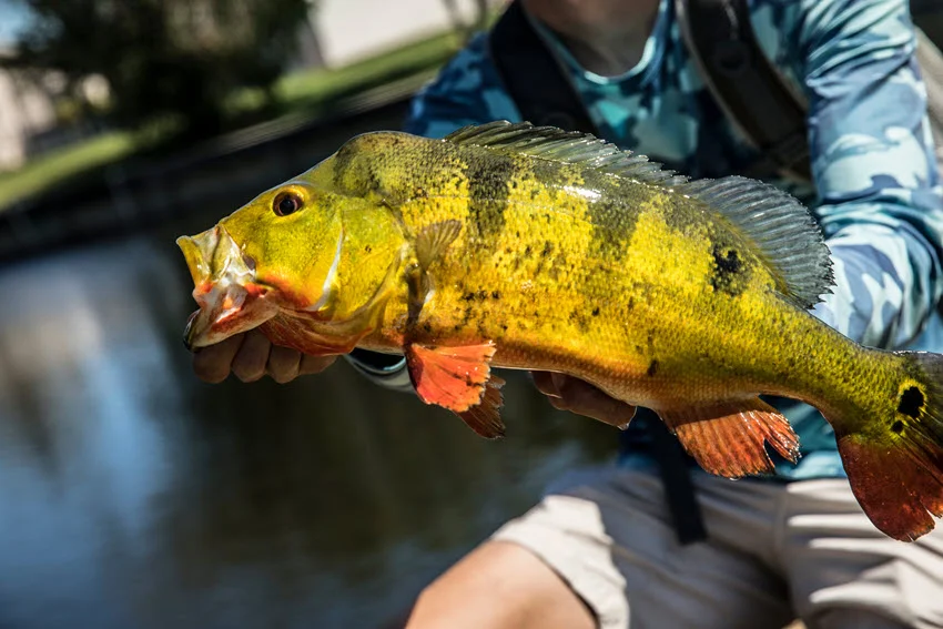 Angler holding a brightly colored Peacock Bass with bold markings and orange fins after a successful freshwater catch.