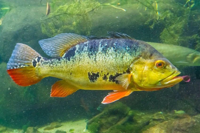 Close view of a Butterfly Peacock Bass showing its yellow-green body, dark vertical bars, orange fins, and distinctive tail spot.