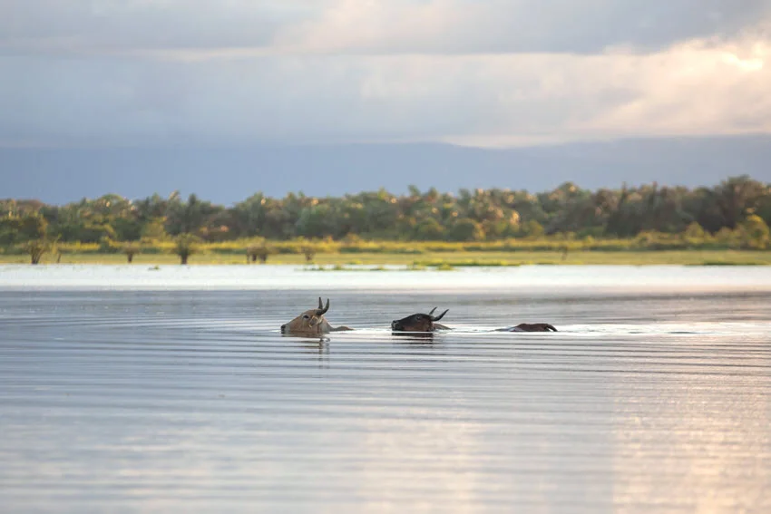 Three cattle swimming through a lagoon at Caño Negro Wildlife Refuge in Costa Rica beneath a cloudy sky.