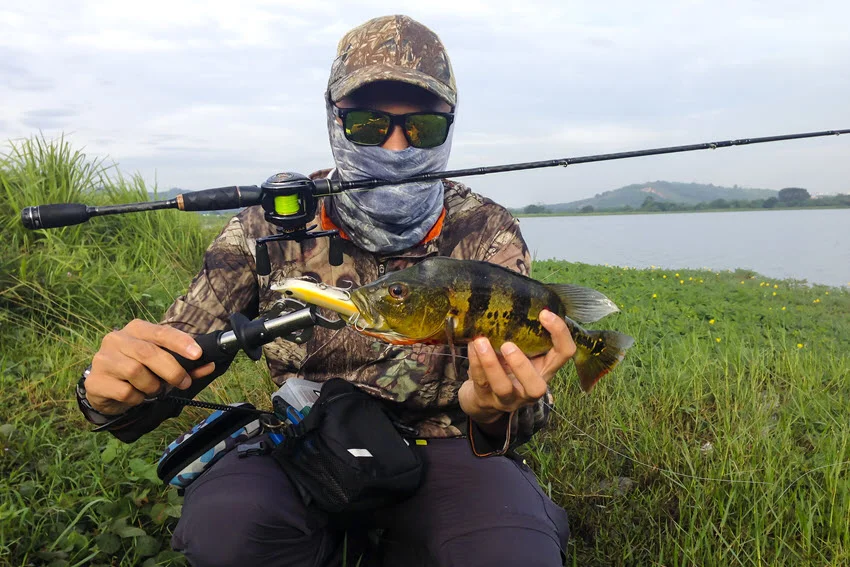 Angler holding a brightly colored Peacock Bass caught on a hard bait beside a grassy freshwater bank in warm conditions.